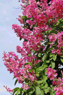 Giant Crape Myrtle, for the Love of Flowers: Blank 150 Page Lined Journal for Your Thoughts, Ideas, and Inspiration