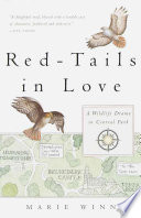 Red-tails in Love