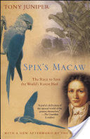 Spix's Macaw