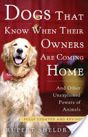 Dogs That Know When Their Owners Are Coming Home