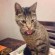 Crazycatlady1
