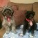 lovemypups