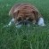 Bulldog