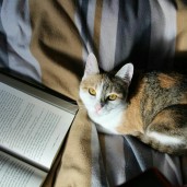 Books_and_cats