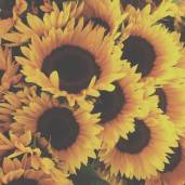 sunflowerfrappe
