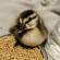 DuckOfDoom