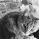kitteh_reads
