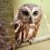 free.owlet