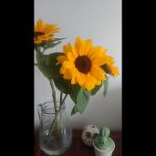 a_sunflower_reads