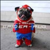 spider pug