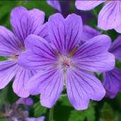 purple_flower