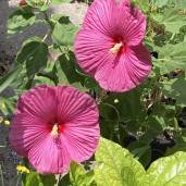 RoseMallow