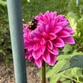Honeybeebooks